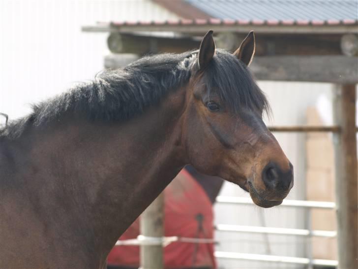 Dansk Varmblod Louies B billede 4