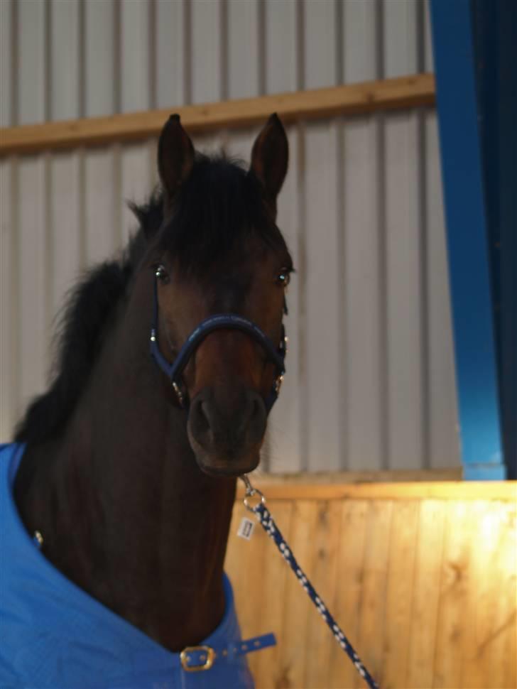 Dansk Varmblod Louies B billede 5