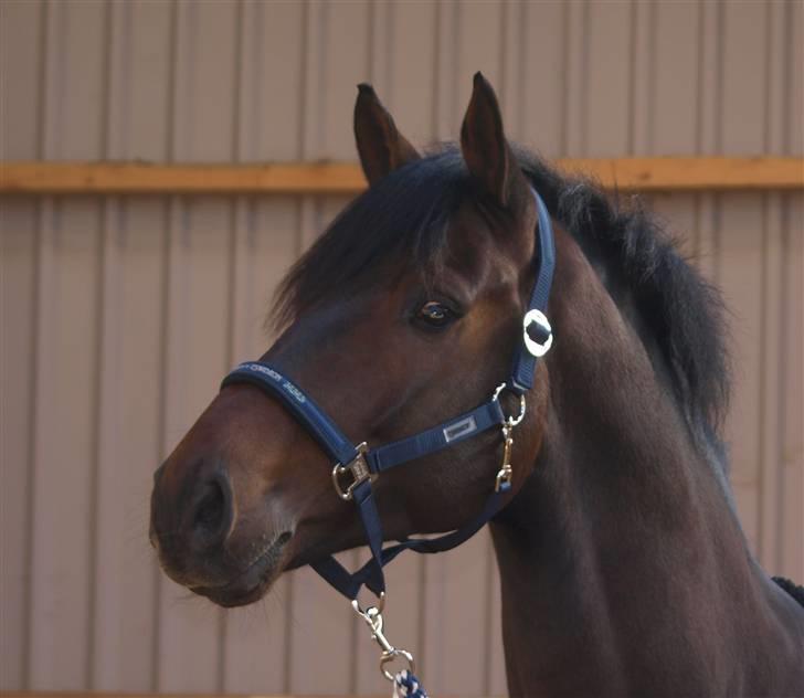 Dansk Varmblod Louies B billede 6