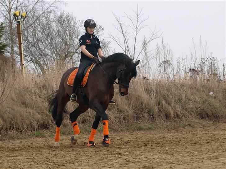 Dansk Varmblod Louies B billede 7