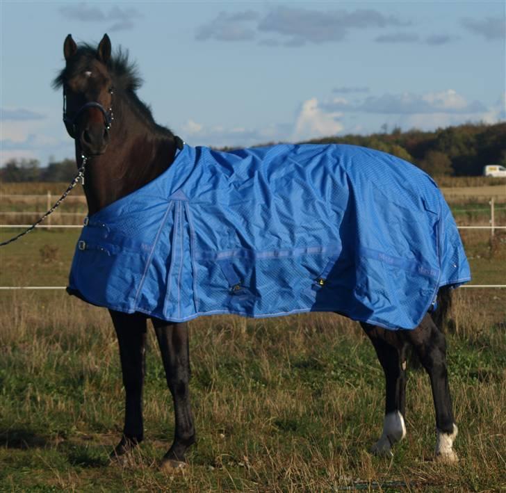 Dansk Varmblod Louies B billede 8