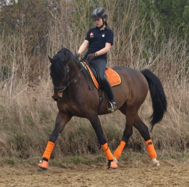 Dansk Varmblod Louies B billede 9