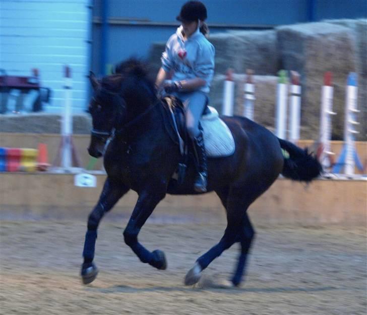 Dansk Varmblod Louies B billede 10