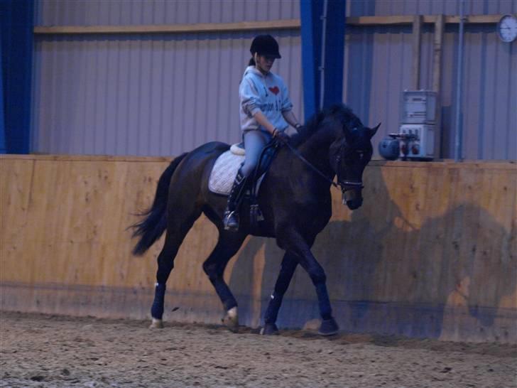 Dansk Varmblod Louies B billede 11