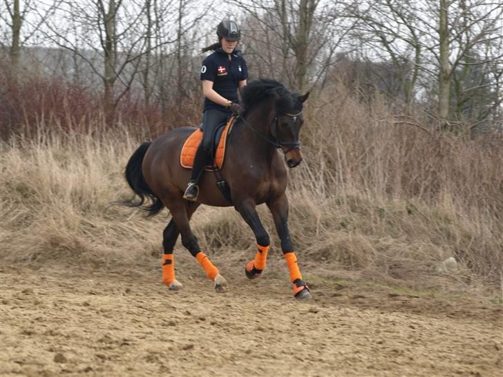 Dansk Varmblod Louies B billede 12