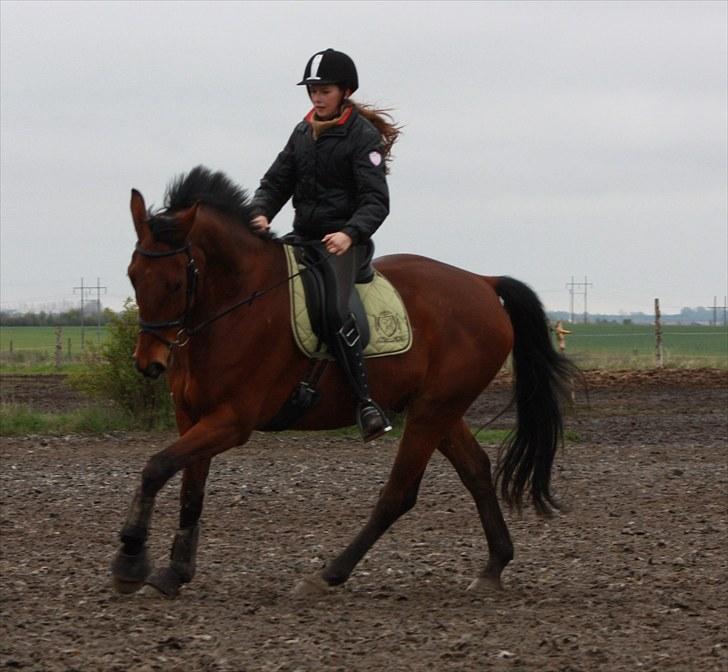 Dansk Varmblod Østerbjerggårds Mr. Wega  - <3<3<3     |   foto: Lærke <3  billede 17