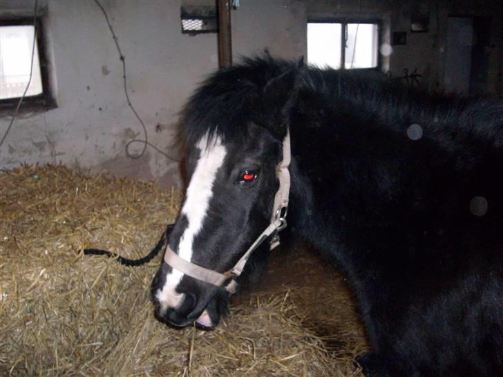 Anden særlig race Blackie billede 2