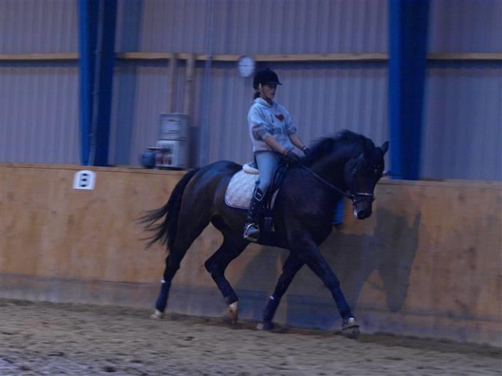 Dansk Varmblod Louies B billede 13