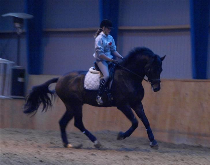 Dansk Varmblod Louies B billede 14