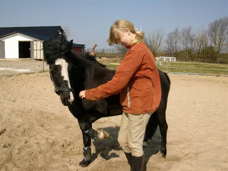 Anden særlig race Blackie - Blackie kan løfte ben ;) det har hendes gamle jer lært hende  billede 3