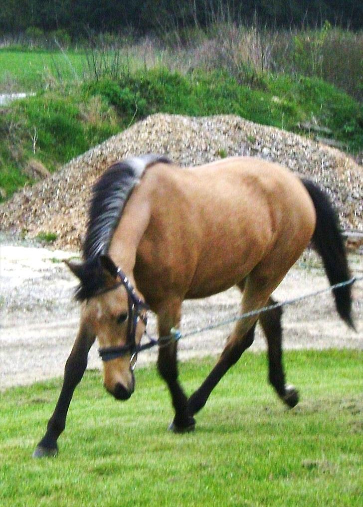 Palomino Miss Alba - Maj 2010 billede 9