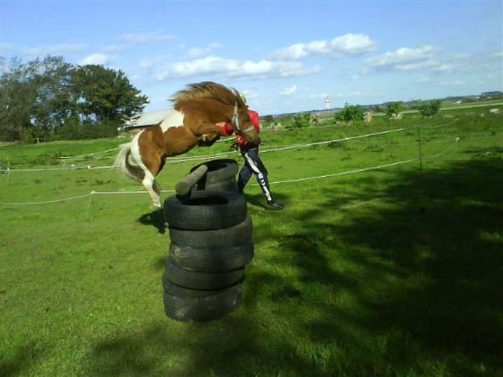 Shetlænder Chif billede 19