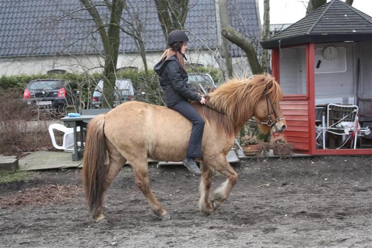 Islænder Ofeigur fra Tyvekrogen - Offe og jeg d.6/4 - på vej ned fra trav :-) billede 12