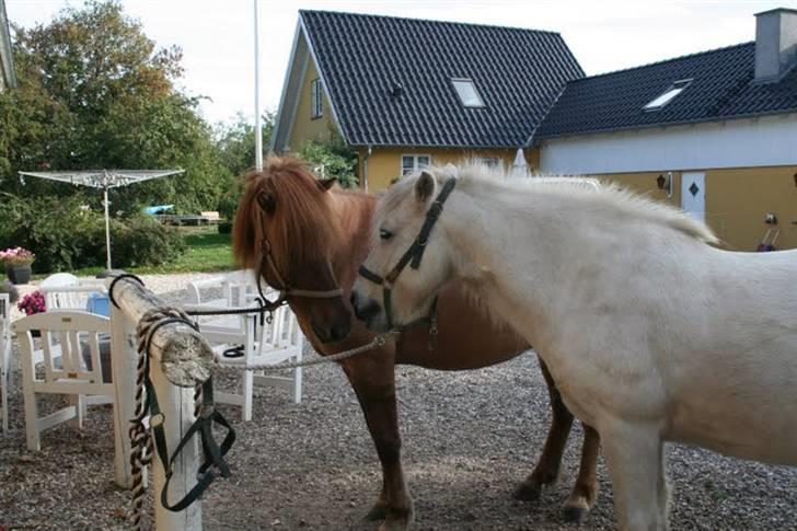 Islænder Ofeigur fra Tyvekrogen - med sin "mentor" baldur :) r.i.p gamle dreng. billede 13