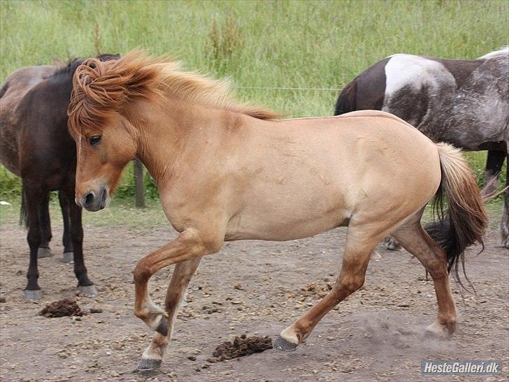 Islænder Ofeigur fra Tyvekrogen - En sommerdag, med græsmave og grissepas. Men dejlig - det er han :-) ! billede 14