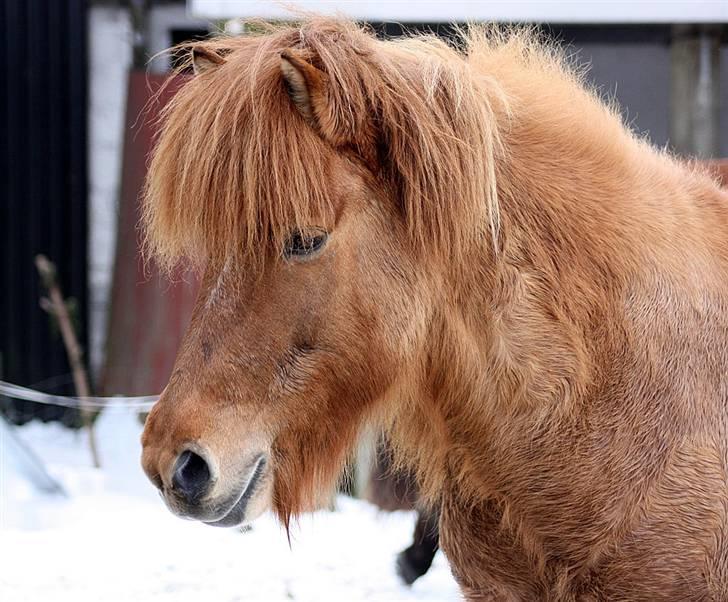 Islænder Ofeigur fra Tyvekrogen - Bedste dreng <3 billede 15