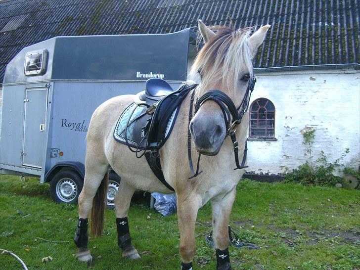 Fjordhest Thor lysholm - Du er fantastisk hest! ;* <3 billede 3