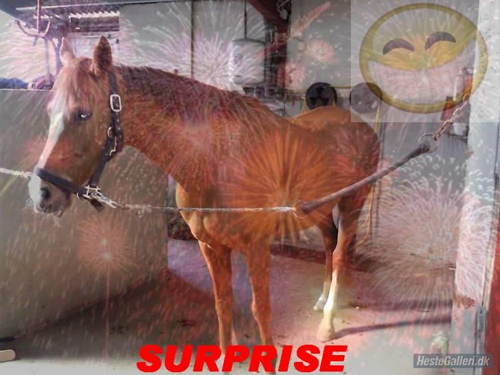 Anden særlig race Surprise - Surprise i love you forever<3elser dig min skat=) billede 7
