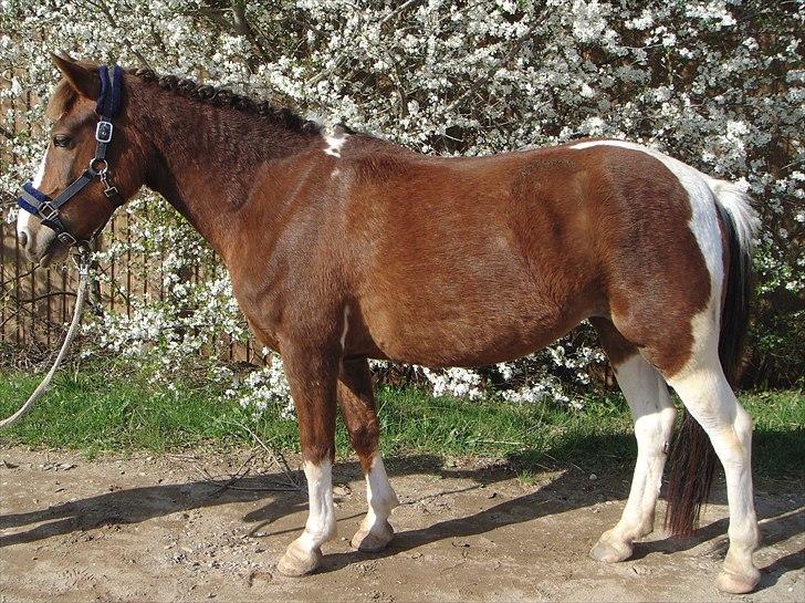 Anden særlig race Chanel - kommunemester 2013 spring - I fuld figur - smukke Nelle billede 9