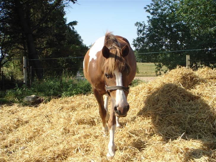 Anden særlig race Chanel - kommunemester 2013 spring - Hej - nu kommer jeg og siger hej billede 11