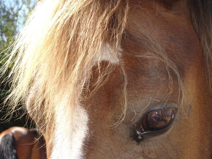 Anden særlig race Chanel - kommunemester 2013 spring - Nelles smukke øje billede 12