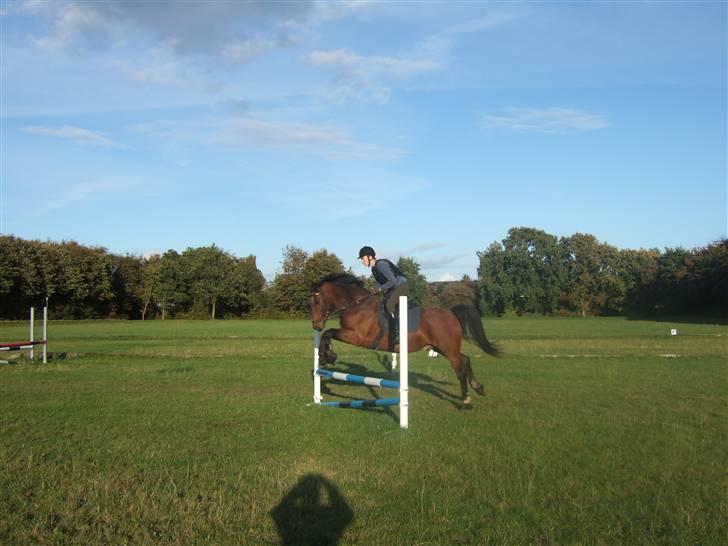 Oldenborg Jeppe af østerholm - Jeppe elsker at springe.. billede 16