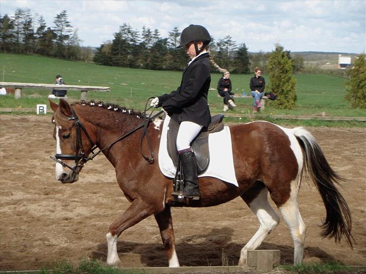 Anden særlig race Chanel - kommunemester 2013 spring - Første stævne LC1 billede 14