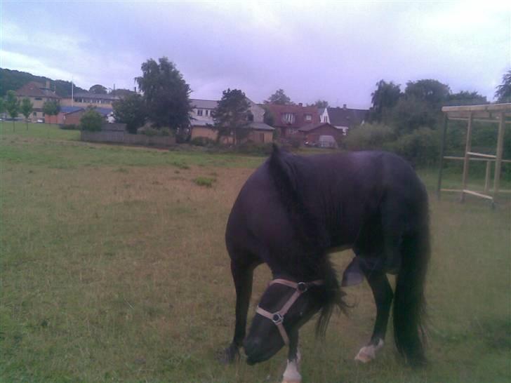 Anden særlig race Blackie billede 4