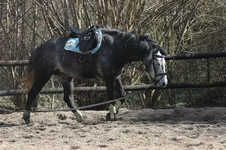 Oldenborg Cassandra *STJERNE* - Tilridning - 5 år - April 2010 *Foto: Louise* billede 3