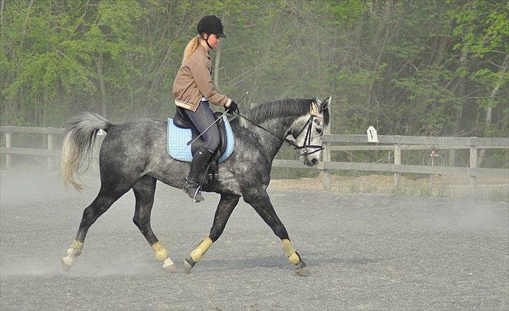 Oldenborg Cassandra *STJERNE* - Dressurundervisning hos Birthe - 6 år - April 2011 *Foto: Nanna* billede 4