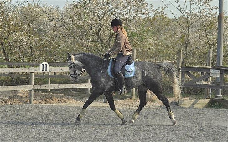 Oldenborg Cassandra *STJERNE* - Dressurundervisning hos Birthe - 6 år - April 2011 *Foto: Nanna* billede 5