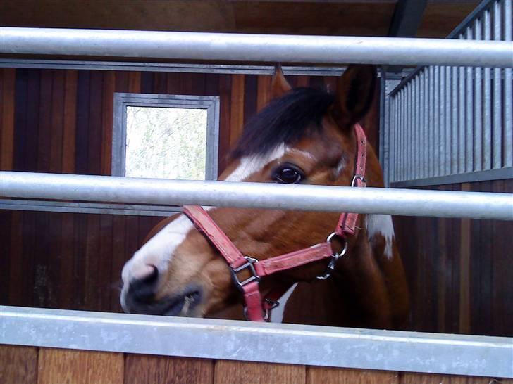 Pinto Tippi *SOLGT* - min lille søde tippi der står i sin box enden at han skal til dyrelæge billede 6