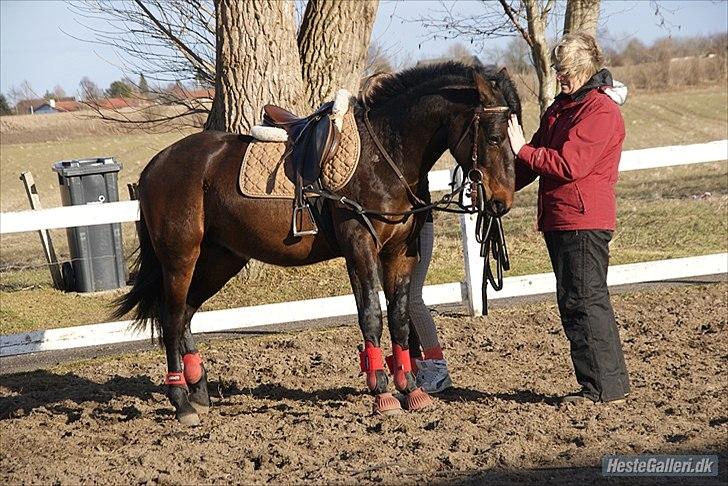 Traver Sebastian o'conner - min dejlige hingst :D  - sebastian o´conner ca. 22 måneder billede 1