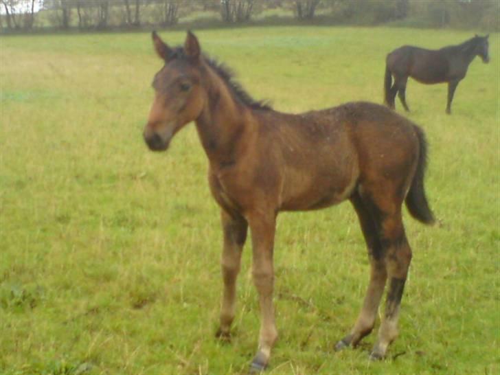 Traver Sebastian o'conner - nysgerrige dreng :D - sebastian o´conner ca. ½ måned billede 3