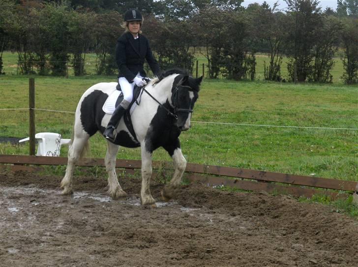 Irish Cob Max Millian . - Velkommen til den smukke Max millian profil<3 billede 1