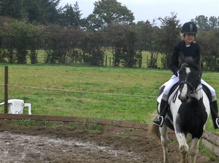 Irish Cob Max Millian . - her opvarmer vi til ministævne  billede 2