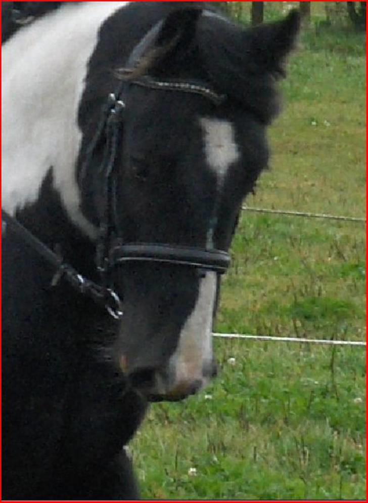 Irish Cob Max Millian . - se så fint han går <3 billede 3