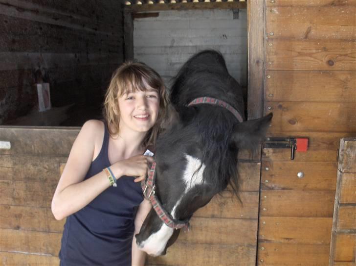 Irish Cob Max Millian . - han har fortjent en gulerod  billede 4