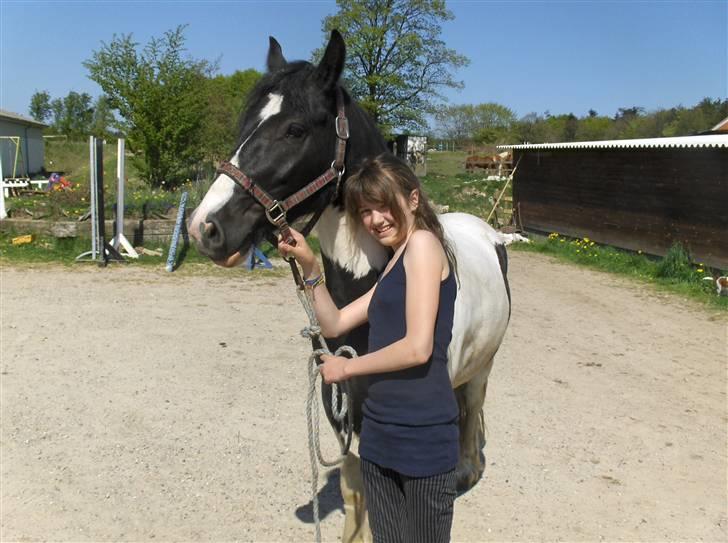 Irish Cob Max Millian . - da Max millian ankom til Dansbjerg rideklub<3  billede 5