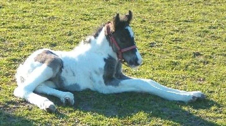 Irish Cob Max Millian . - Max millian som føl :) . billede 6