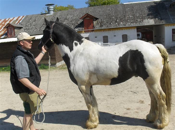Irish Cob Max Millian . - nuuu hvor er han fin <3 billede 7