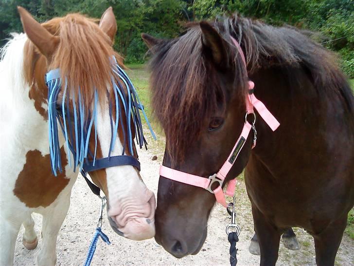 Anden særlig race Charmoon - SOLGT :-((( - Charmoon og Moldy <33 I så søde sammen !  billede 9