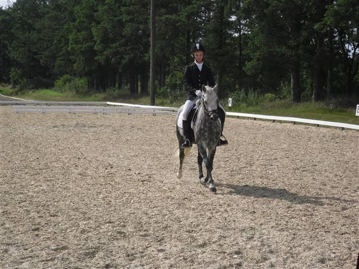 Welsh Pony (sec B) Klintholms SirJames - Stævne i BSR billede 16