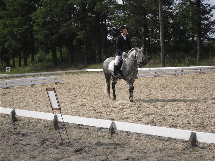 Welsh Pony (sec B) Klintholms SirJames - Stævne i BSR billede 17