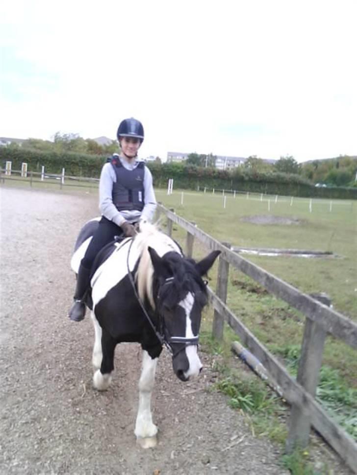 Irish Cob Jensen<3 *Passer*  billede 11