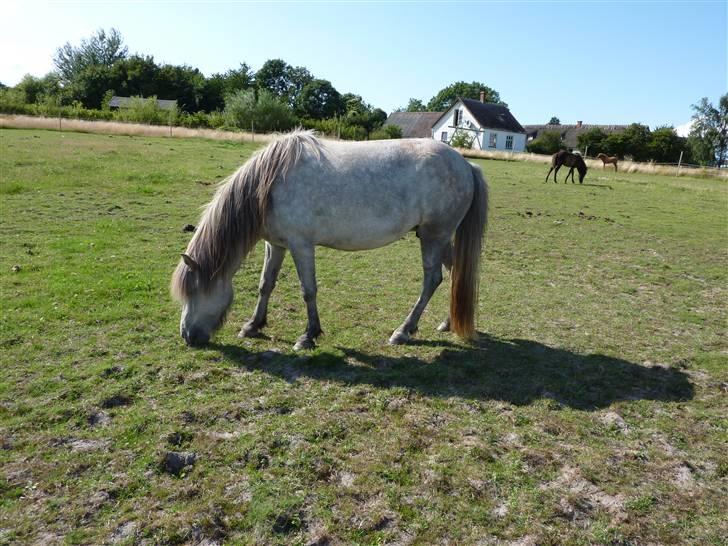 Islænder Kringla f Haukagili R.I.P  - #18 nyt. mumz gæse billede 13
