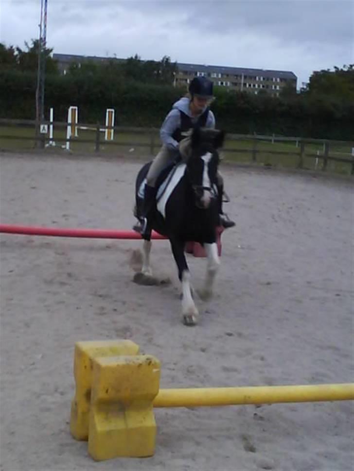 Irish Cob Jensen<3 *Passer*  billede 12