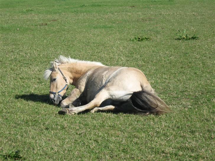 Fjordhest  l Bamse :*  <3 *SOLGT* D: - rulle rulle rulle xD  (se evt, fotoalbum)- elsker dig allerede!  billede 18