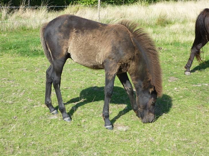 Islænder Leikur fra Worregård solgt  - #17. smukke leikur æder gæse billede 10