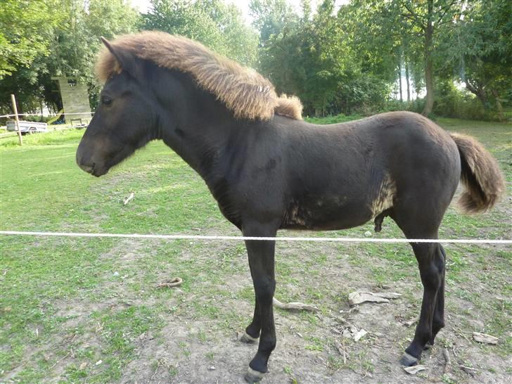 Islænder Leikur fra Worregård solgt  - #18. er han bare ikk en lækker dreng  billede 11